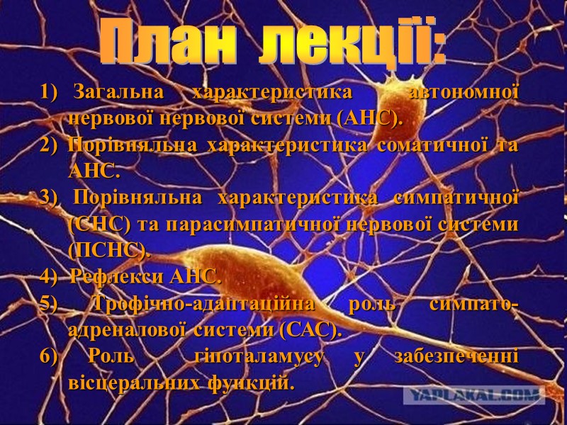 Загальна характеристика  автономної нервової нервової системи (АНС). 2) Порівняльна характеристика соматичної та АНС.